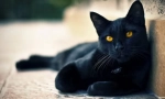 Clicks for boys cats: vyberte si populární a zajímavé možnosti názvu